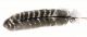 Veniard turkey natural barred wing quills