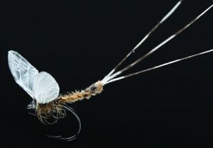 Reel wings by Joseph Ludkin