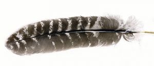 Veniard turkey natural barred wing quills