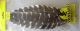Veniard turkey natural barred wing quills